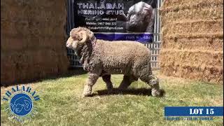 Lot 15  Thalabah Merino Ram Sale 2023 [upl. by Ovida]