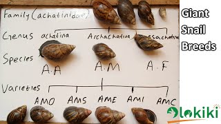 Giant Snail Breeds Classification and IdentificationUnderstanding more about snail species [upl. by Blanchette]