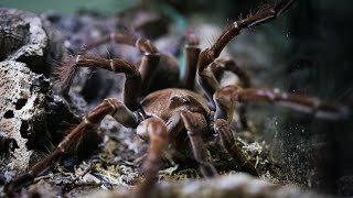 Goliath Birdeater Tarantula Theraphosa blondi shorts [upl. by Halihs986]