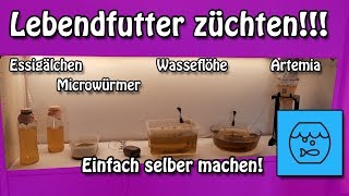 Aquarium Lebendfutter total einfach selber züchten Essigälchen Mikrowürmer Wasserflöhe Artemia [upl. by Zetnom]