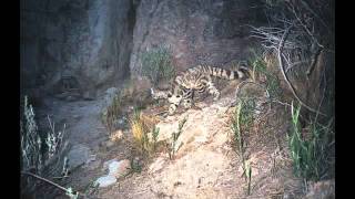 Camera trapping in the High Andes [upl. by Eiramac]