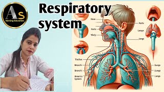 Respiratory system I Anatomy and physiology of lungs I lungs explanation in hindi l lungs diagram l [upl. by Yrrek]