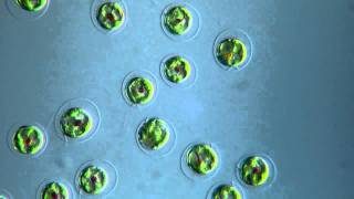 Algae Chlorophyta  Haematococcus pluvialis  DIC microscope  525 x [upl. by Binnings]