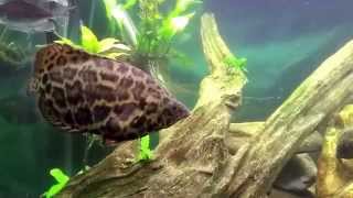 My quotAfricanquot tank feat Ctenopoma Synodontis Congo tetras and Gouramis [upl. by Nannek]