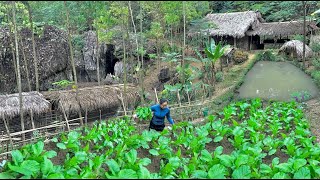 90 Days in the forest growing vegetables taking care of good green vegetables to harvest and sell [upl. by Nicole356]