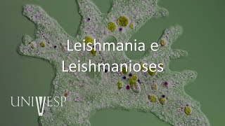 Parasitologia  Aula 08  Leishmania e Leishmanioses [upl. by Cowey]