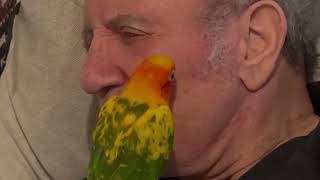 Another of Gods beautiful creations Frank Stallone parrots news stallonemedia [upl. by Leola]