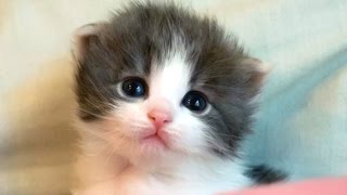 Cute Kittens And Funny Kitten Videos Compilation 2016 [upl. by Jordison]