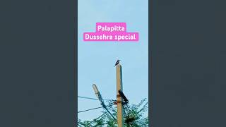 Palapitta Dussehra special🐦🐦🐦 folk song [upl. by Olivia]