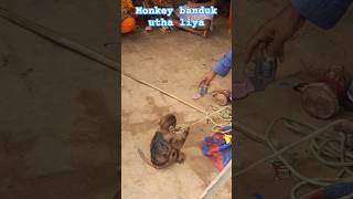 Monkey ne liya gun shortsfeed youtubeshorts viralshort [upl. by Akahc]