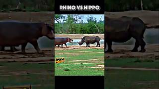 Rhino vs hippo trending animals viralvideo hippo rhino wildlife shorts youtubeshorts [upl. by Neirol311]