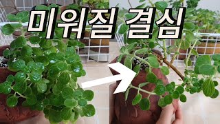 장미허브 잎을 과감하게 정리했어요  곁순 살려서 수형 정리  vicks plant [upl. by Bowe]