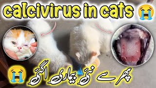 Calcivirus In Cats🦠Deadly Virus in Cats 😭 how to save cats from calici virus  symptoms amp treatment [upl. by Armilda]