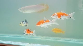 Arowana fish community tank  add New fish Japanese koi fish [upl. by Yelrebma665]