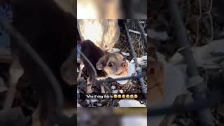 Perros y Gatos en Momentos Hilarantes 😂🐱🐶 RivalidadDivertida GatosVsPerros [upl. by Karon645]