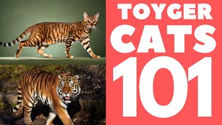 Toyger Cat 101  Breed amp Personality [upl. by Feucht]