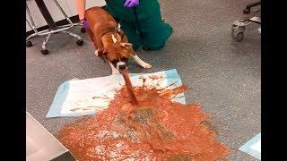 Cão come Chocolate e Depois de Farra Vomita Que Nojo Não Veja [upl. by Yrro151]