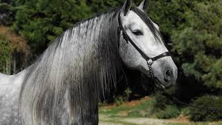 Drago de Saucedo PRE Andalusian Standing at stud in California [upl. by Vizza]