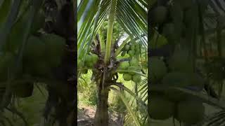 Coconut 🌴 shorts agriculture fruit coconut [upl. by Fong]