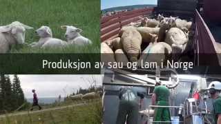 Lammeproduksjon i Norge [upl. by Lane89]