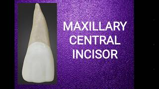 Maxillary central incisor [upl. by Josefina291]