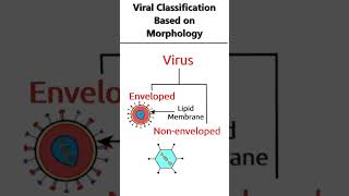 Viral classification based on morphology animation virus [upl. by Fiorenze]