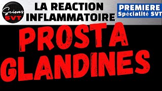 PROSTAGLANDINES IBUPROFENE et REACTION INFLAMMATOIRE  IMMUNOLOGIE  PREMIERE SPECIALITE SVT [upl. by Annayek282]