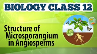 Structure of Microsporangium in Angiosperms  Reproduction in Plants  Biology Class 12 [upl. by Junko759]