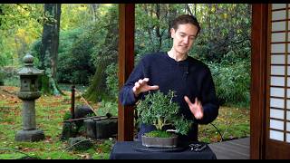 Making a Buxus Bonsai  Part II [upl. by Midan]