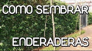 Como cultivar plantas trepadoras [upl. by Jerz948]