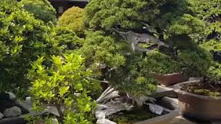 Omiya Bonsai Village  Manseien 2017 [upl. by Mortensen]