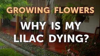 Why Is My Lilac Dying [upl. by Kaczer]