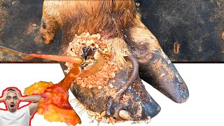 Poor Cows Leg PIERCED by Iron Bar FULL of Pus and Worms 🐄 satisfying 241104 [upl. by Sausa]