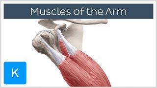 Muscles of the arm  Origin Insertion amp Innervation  Human Anatomy  Kenhub [upl. by Aseneg268]