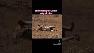 Black Mamba bites male Lion ⚠️ Caution ⚠️ Viewer Discretion Advised 🐍 [upl. by Asemaj]