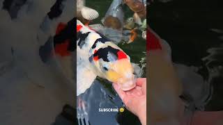 Hand feeding Koi carp fish [upl. by Airenahs819]