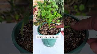 Simplest way to propagate roses shorts plantingtips [upl. by Einama]