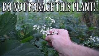 DO NOT FORAGE THIS PLANT White Snakeroot and Boneset Comparison [upl. by Bucella914]