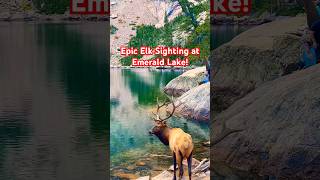 Massive Elk Swims in Emerald Lake  Estes Park Colorado usa hiking shorts estespark travel [upl. by Loralie]