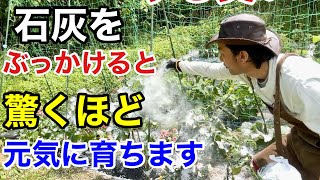 【目からウロコ】ほとんど知らない余った石灰の賢い使い方 【カーメン君】【園芸】【ガーデニング】【初心者】 [upl. by Lamond]