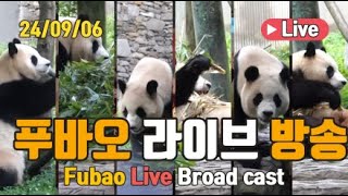 24년 09월 06일 푸바오 영상 라이브 방송240906 Fubao Live Broad Cast  죽순도 먹고 점점 좋아지는 푸바오 [upl. by Teufert561]