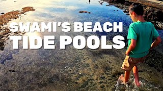 Tidepooling at Swamis Beach in Encinitas California [upl. by Akirehs]