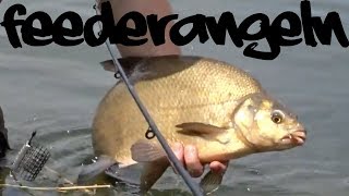 Feederangeln am See  10Brassen in 4Stunden  mhfishing [upl. by Freeborn]