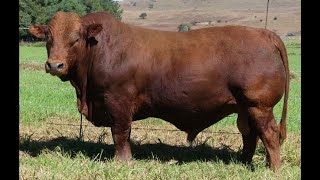 Another one R2 mil Bonsmara bull sold UPGEORGE [upl. by Anatnahs]