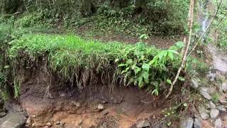 Scène naturelle dans la forêt tropicale [upl. by Scevour]