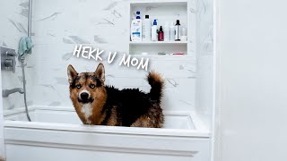 BATH TIME  BATHING MY SHEPHERD HUSKY MIX  MACKEY THE SHEPSKY [upl. by Kirsten427]