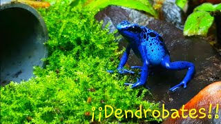 Terrario para dendrobates  Inicio [upl. by Peonir]