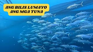 NAKAWALA YONG MGA IBA NA YELLOWFIN  everyone highlights [upl. by Aneerahs230]