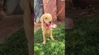 Golden retriever puppy running with shoesshorts goldenretriever goldenretrieverpuppy funnydogs [upl. by Revert]