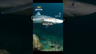 Discover Scoliodon the dogfish Explore its global distribution MarineLifefacts biobyprit [upl. by Treblig]